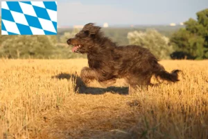 Read more about the article Juh uszkár tenyésztők és kölykök Bajorországban