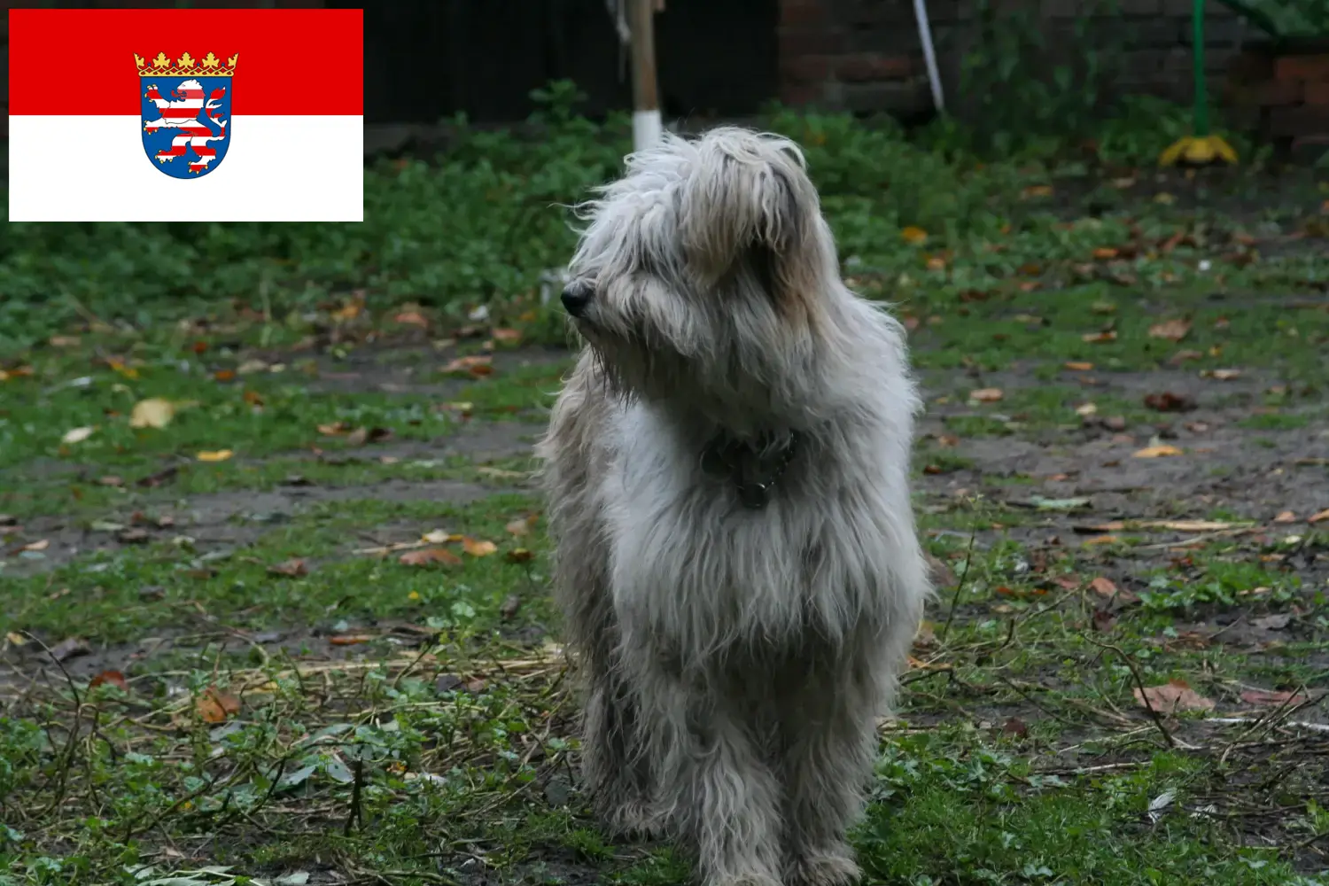 Juh uszkár kölykök és tenyésztők Hessen Itt találhat juhász uszkár tenyésztőket Hessenben.