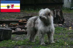 Read more about the article Juhász uszkár tenyésztők és kölykök Mecklenburg-Vorpommern tartományban