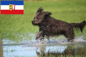 Read more about the article Juh uszkár tenyésztők és kölykök Schleswig-Holstein tartományban