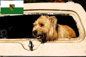 Read more about the article Juh uszkár tenyésztők és kölykök Szászországban