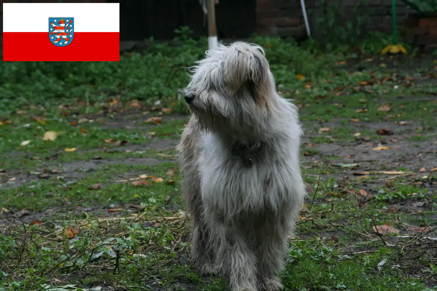 Juh uszkár kölykök és tenyésztők Thüringia Itt találhat juhász uszkár tenyésztőket Türingiában.