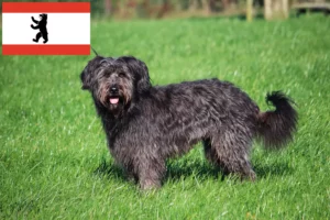 Read more about the article Juh uszkár tenyésztők és kölykök Berlinben