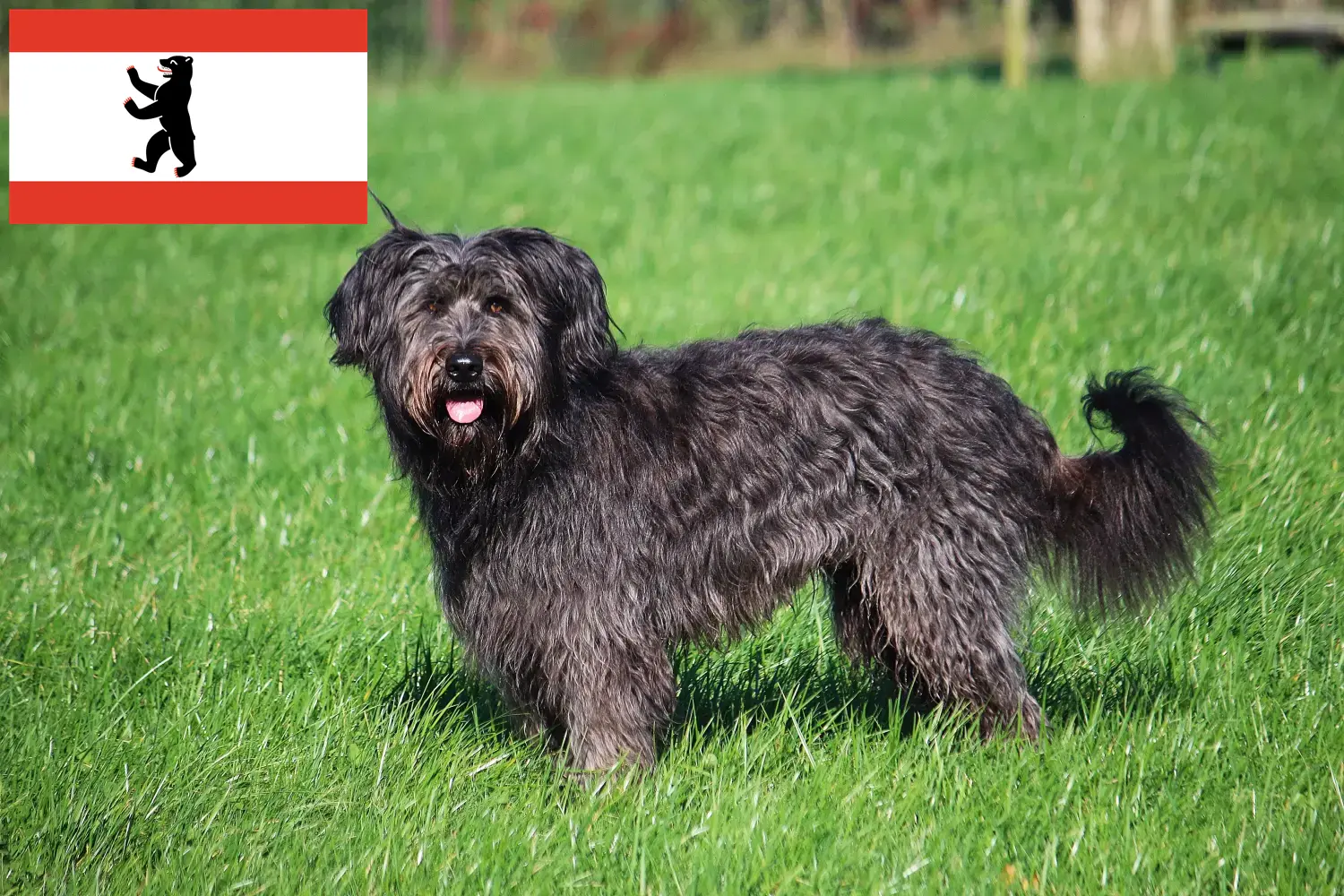 Juhász uszkár kölykök és tenyésztők Berlin Itt megtalálja a berlini juhász uszkár tenyésztőket.