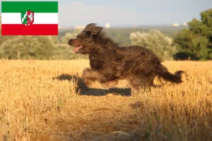 Read more about the article Juhász uszkár tenyésztők és kölykök Észak-Rajna-Vesztfália-ban