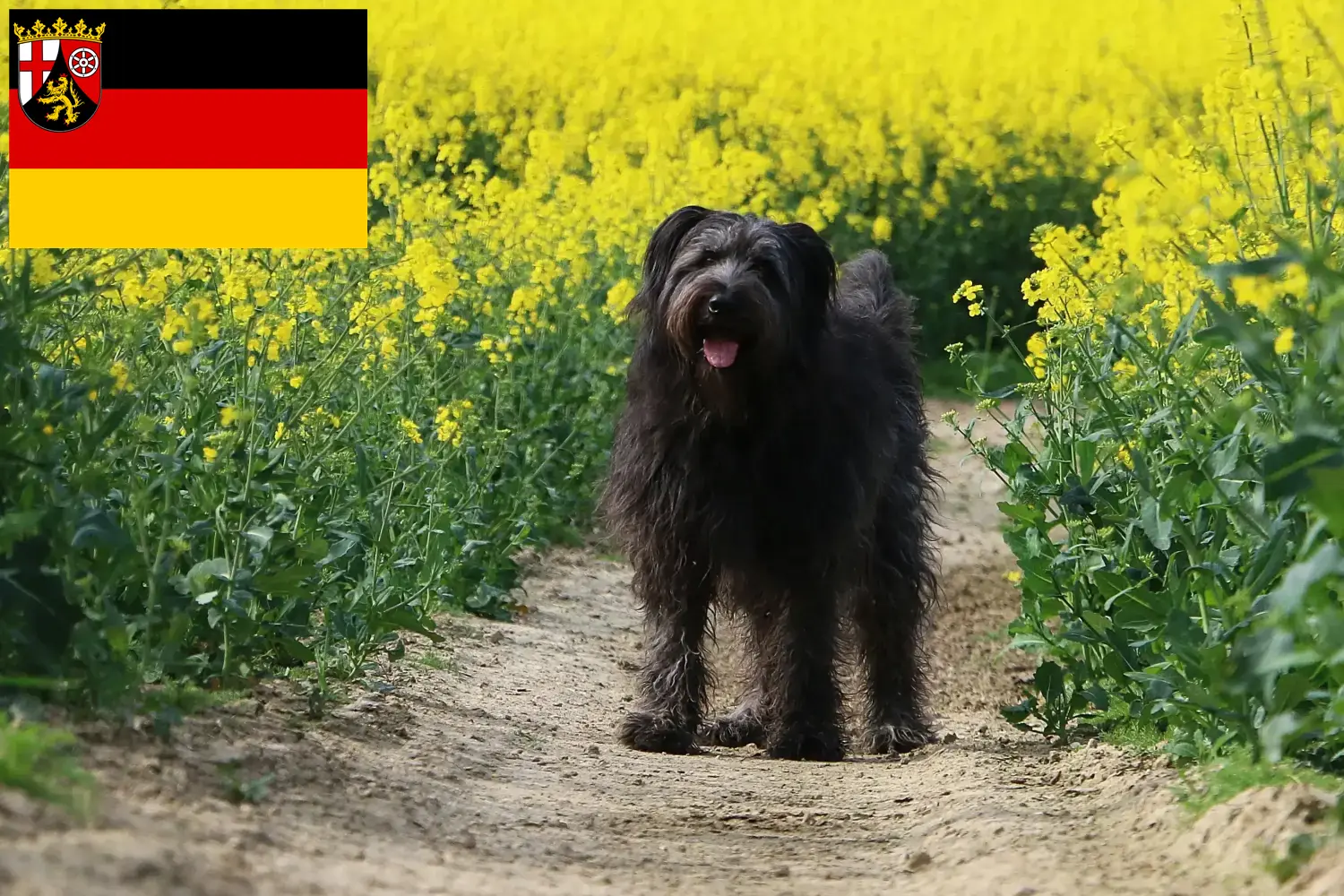 Juhász uszkár kölykök és tenyésztők Rajna-vidék-Pfalz Itt találhat juhász uszkár tenyésztőket Rajna-vidék-Pfalzban.