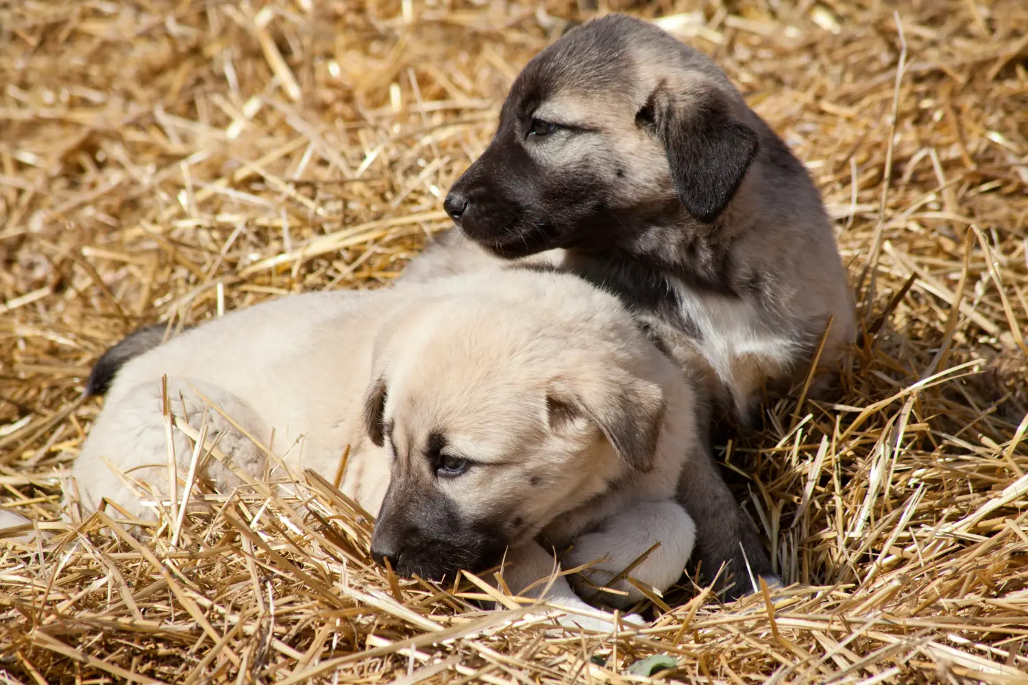 Kangal kölyökkutya vásárlása felelősségvállalást jelent! Kangal kölyökkutyák vásárlása.