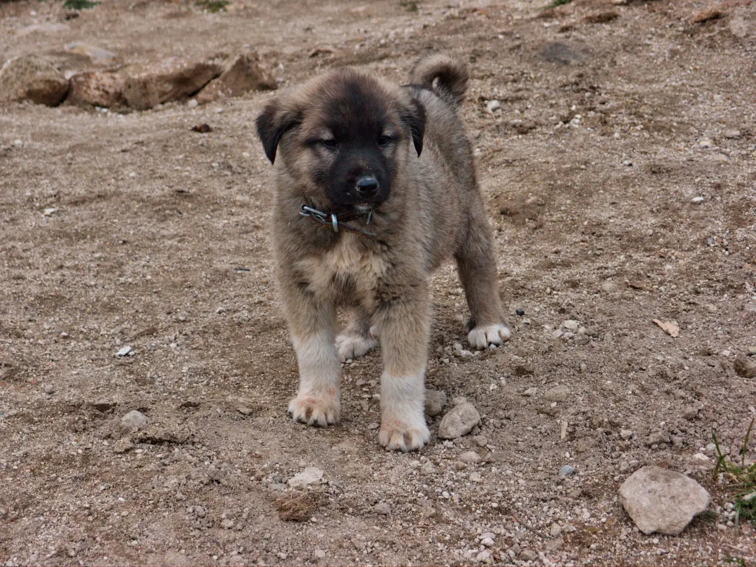 Kangal kölyökkutya vásárlása felelősségvállalást jelent! Kangal kölyökkutyák vásárlása.