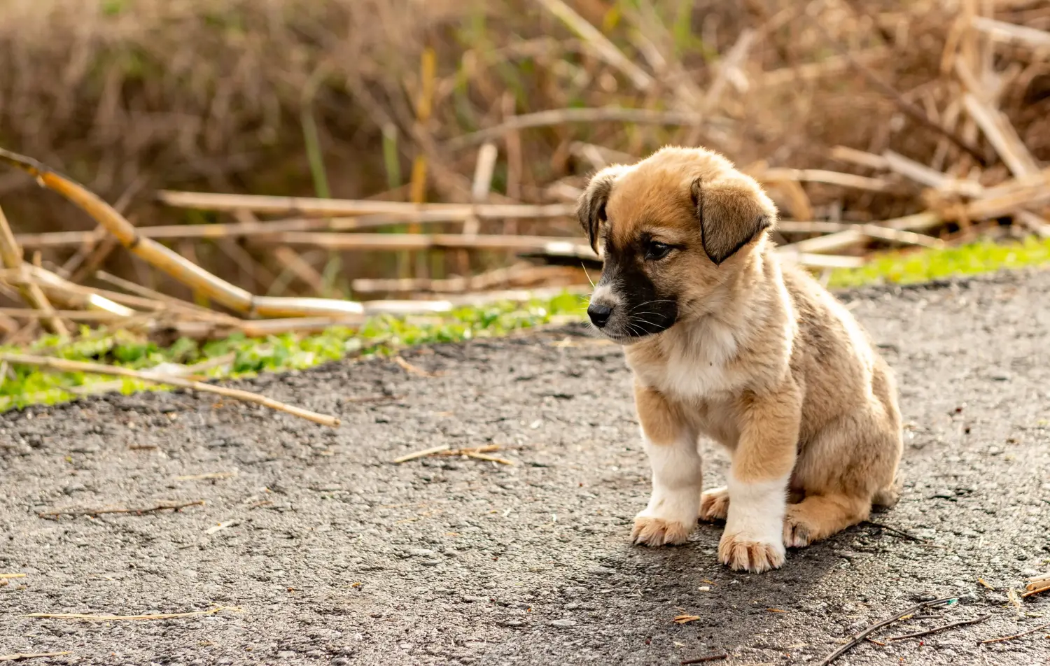 Kangal kölyökkutya vásárlása felelősségvállalást jelent! Kangal kölyökkutyák vásárlása.