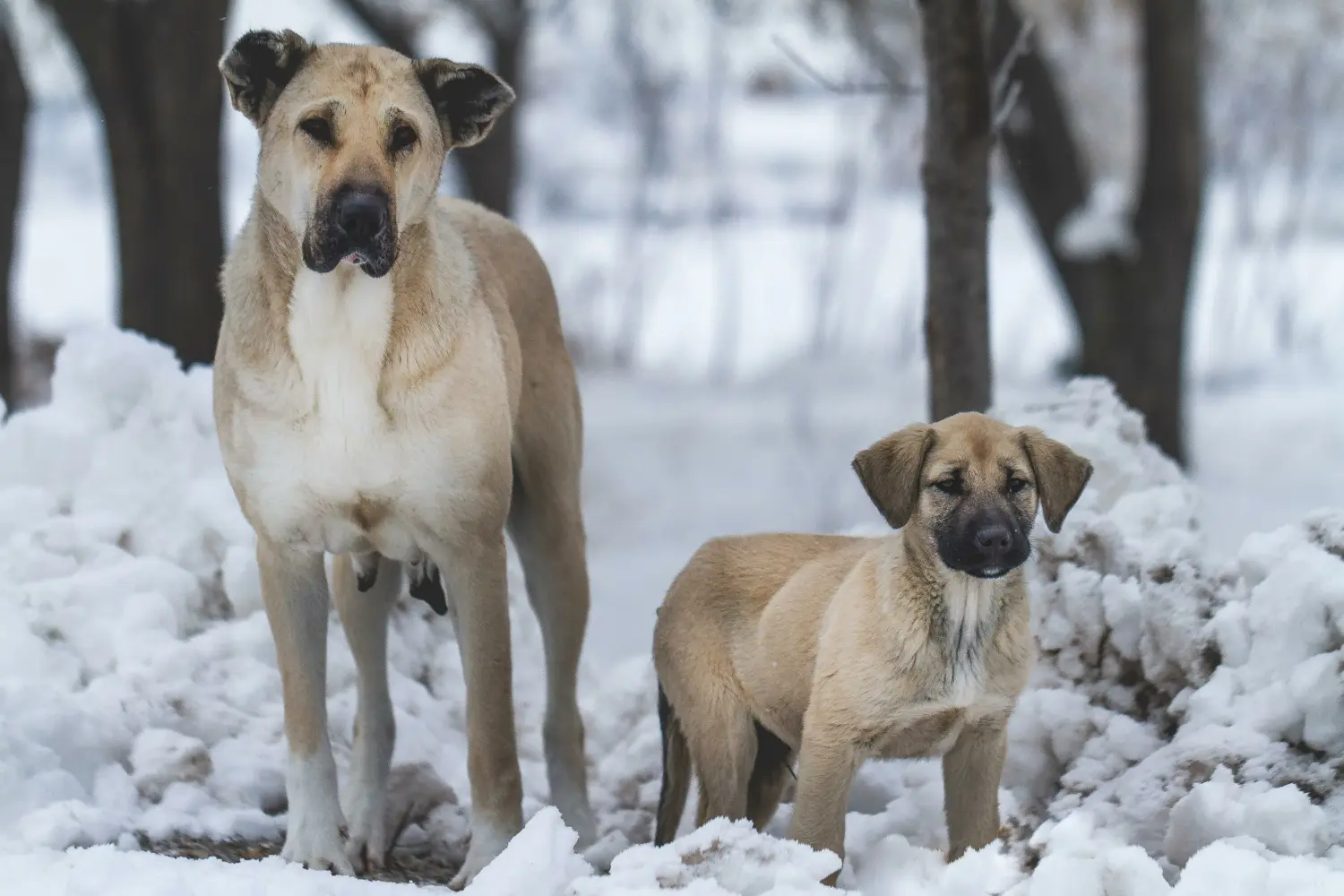 Kangal kölyökkutya vásárlása felelősségvállalást jelent! Kangal kölyökkutyák vásárlása.