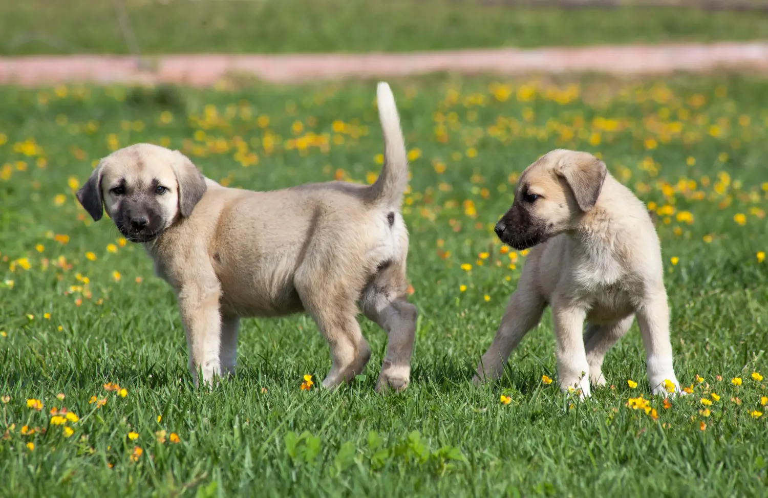 Kangal kölyökkutya vásárlása felelősségvállalást jelent! Kangal kölyökkutyák vásárlása.