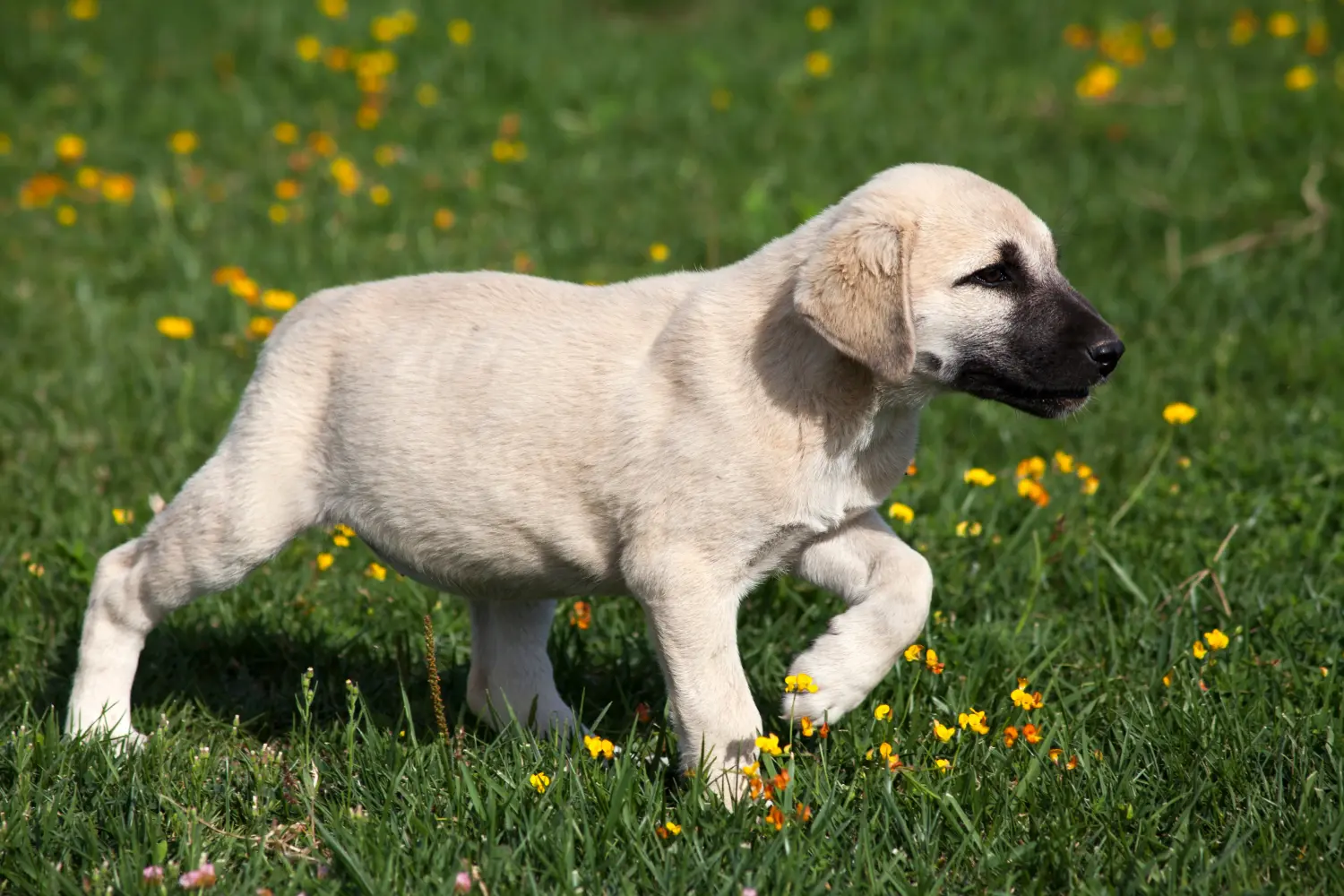 Kangal kölyökkutya vásárlása felelősségvállalást jelent! Kangal kölyökkutyák vásárlása.