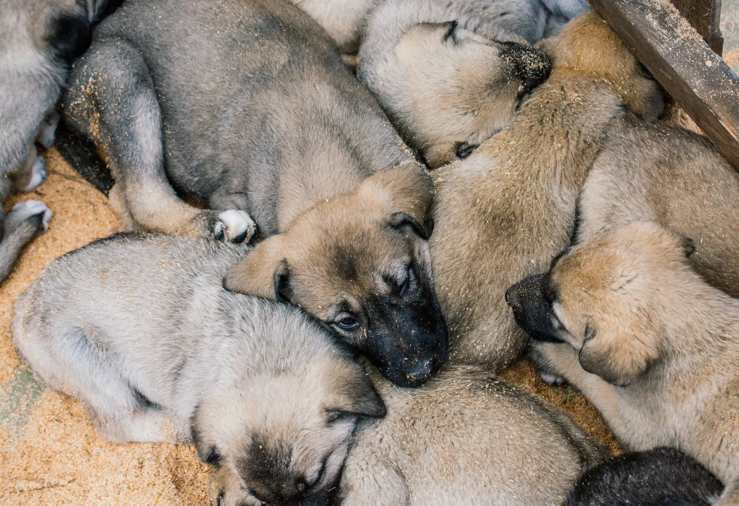 Kangal kölyökkutya vásárlása felelősségvállalást jelent! Kangal kölyökkutyák vásárlása.