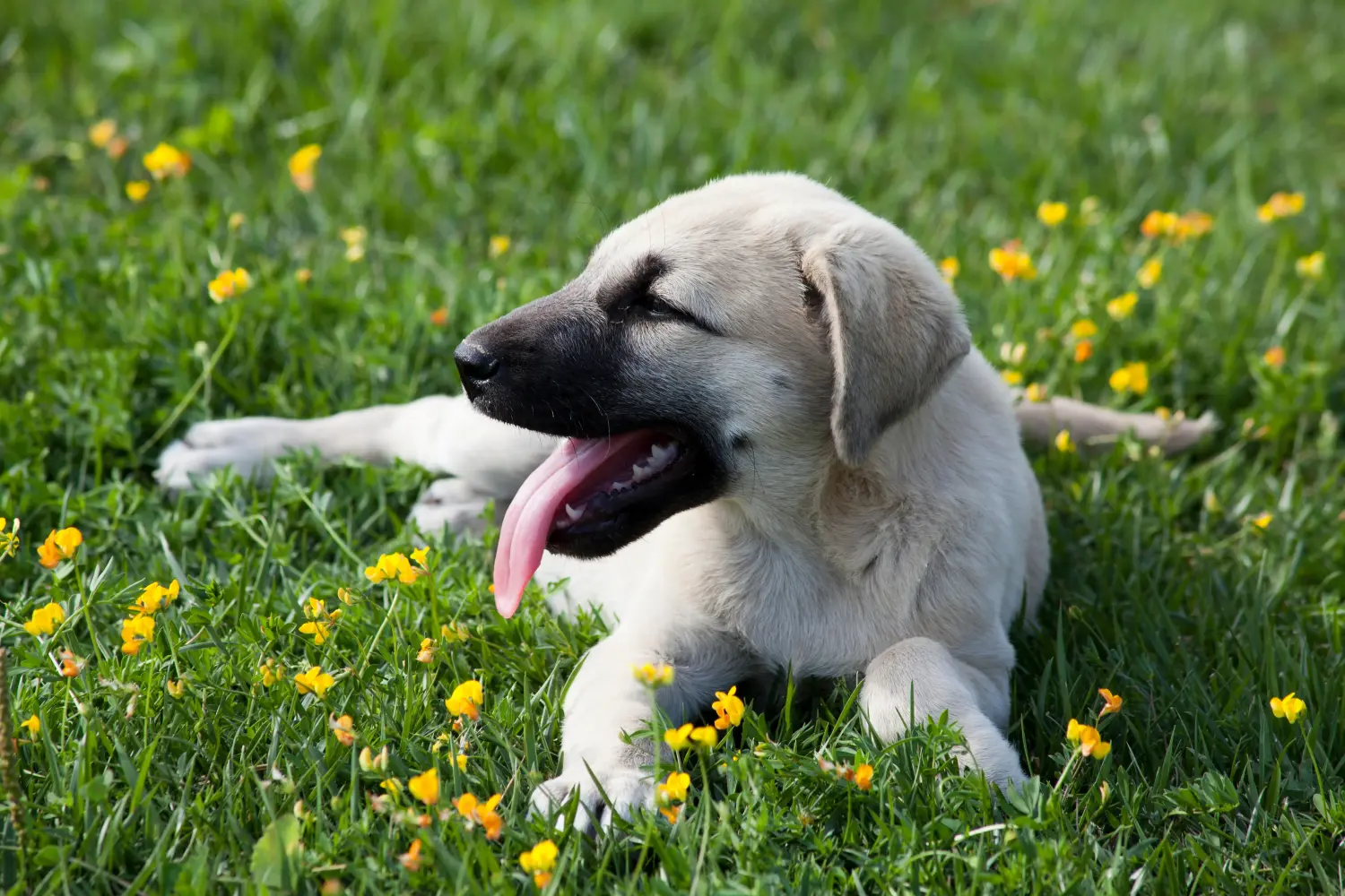 Kangal kölyökkutya vásárlása felelősségvállalást jelent! Kangal kölyökkutyák vásárlása.