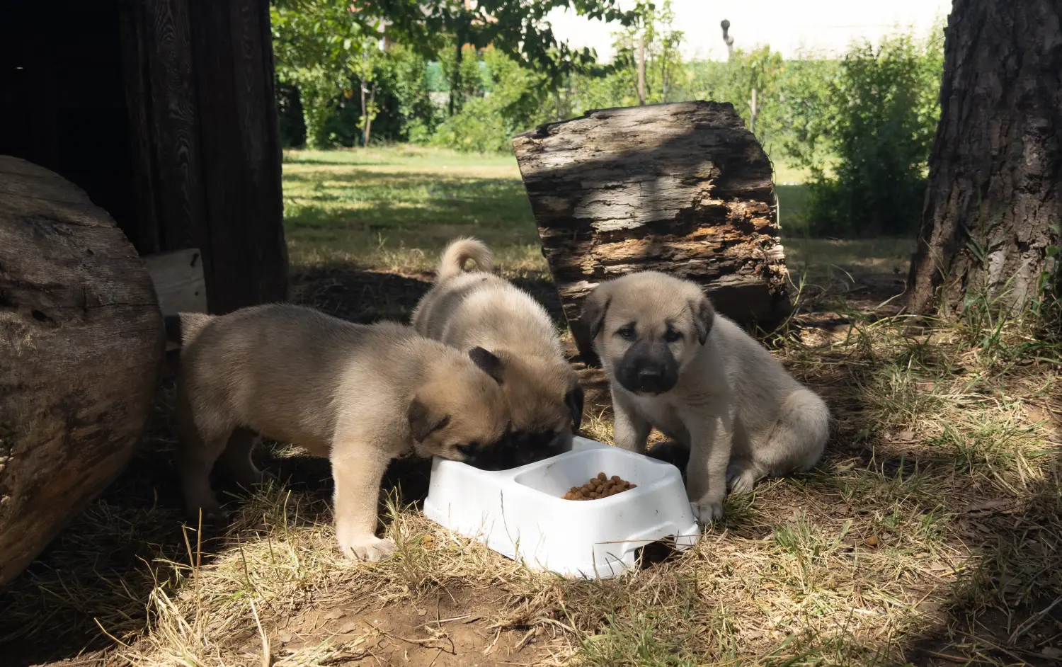 Kangal kölyökkutya vásárlása felelősségvállalást jelent! Kangal kölyökkutyák vásárlása.