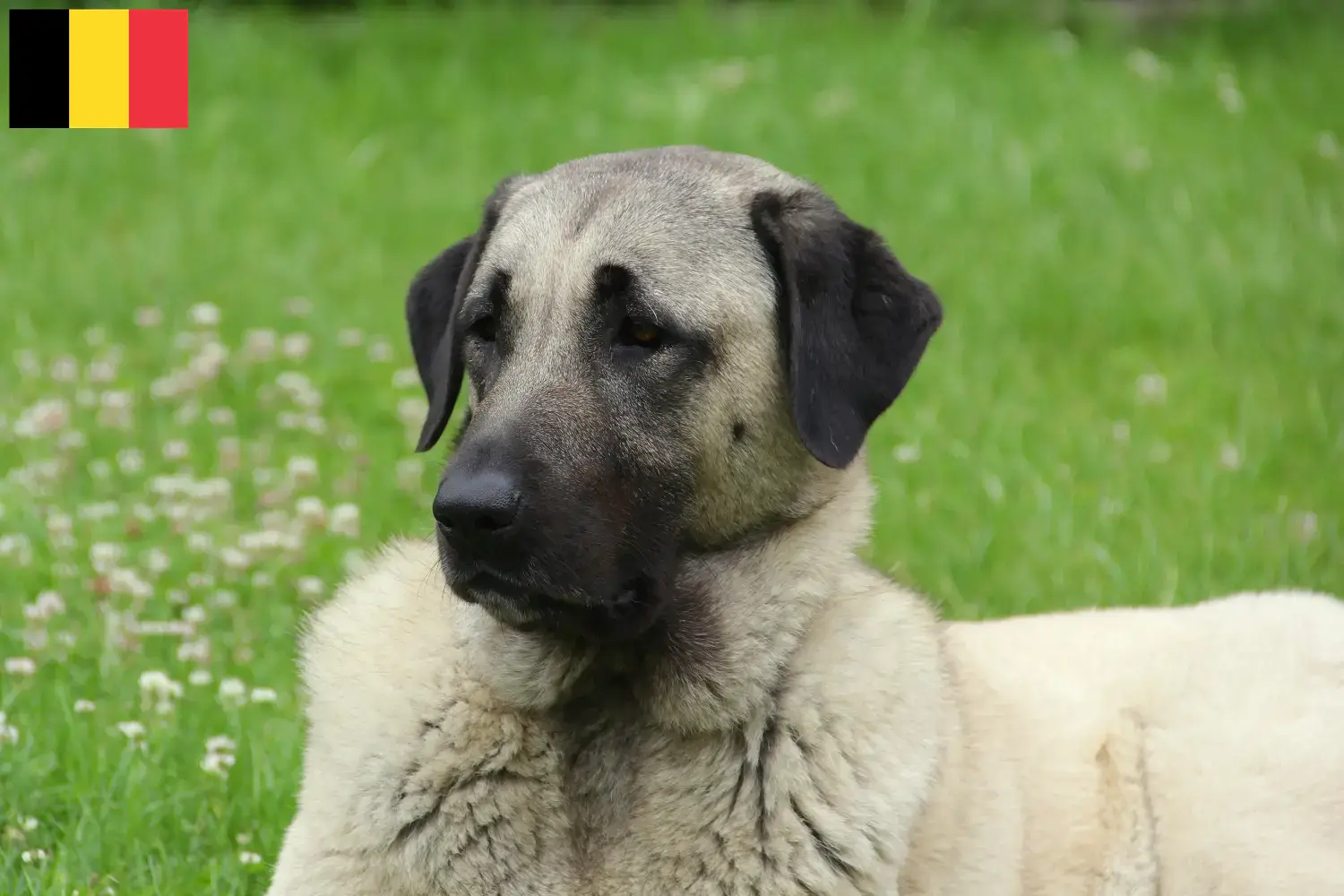 Kangal kiskutyák és tenyésztők Belgium Belgiumi Kangal tenyésztőket itt talál.