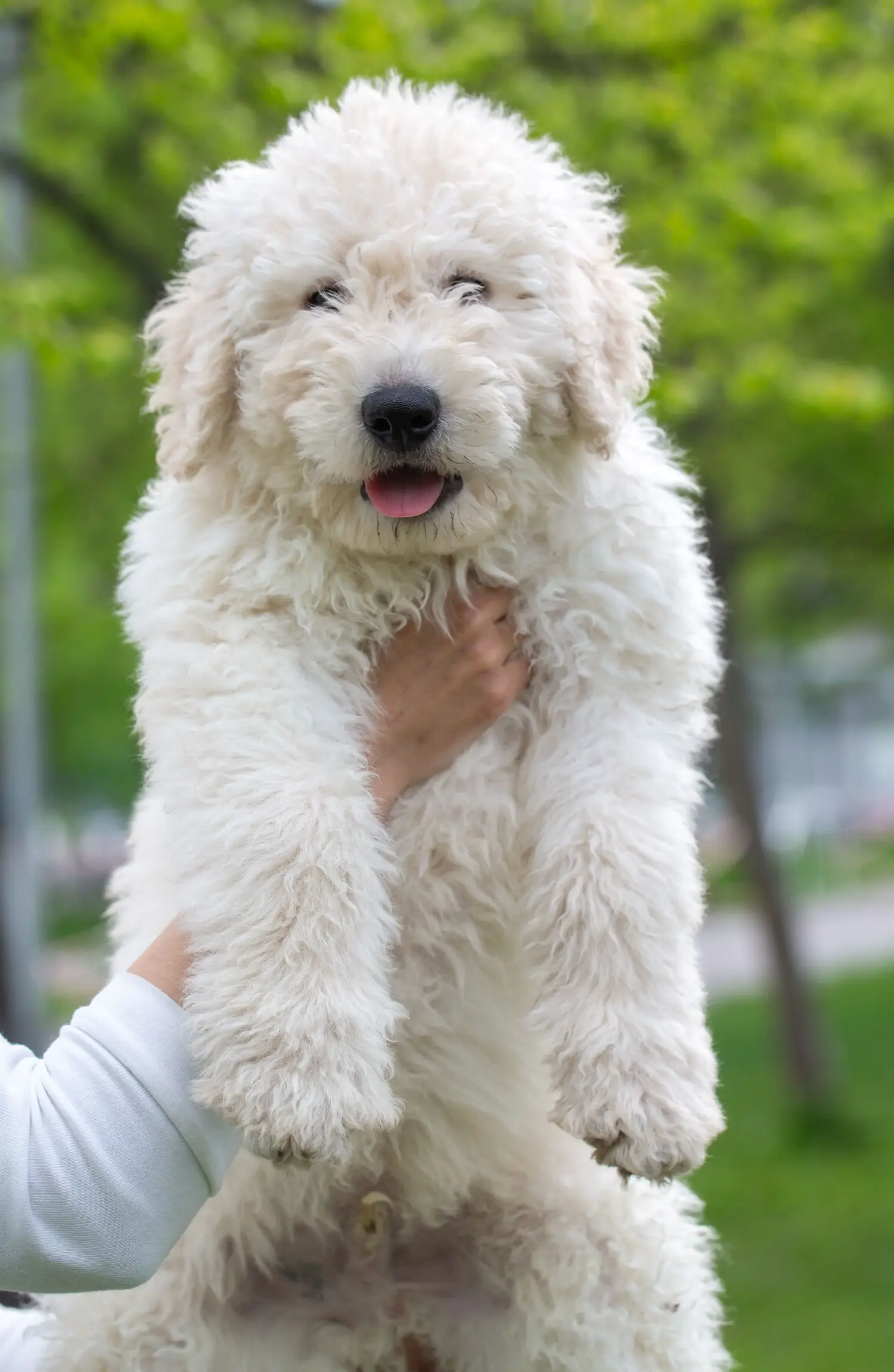 Komondor kölyökkutya vásárlása felelősségvállalást jelent! Komondor kiskutyák vásárlása.