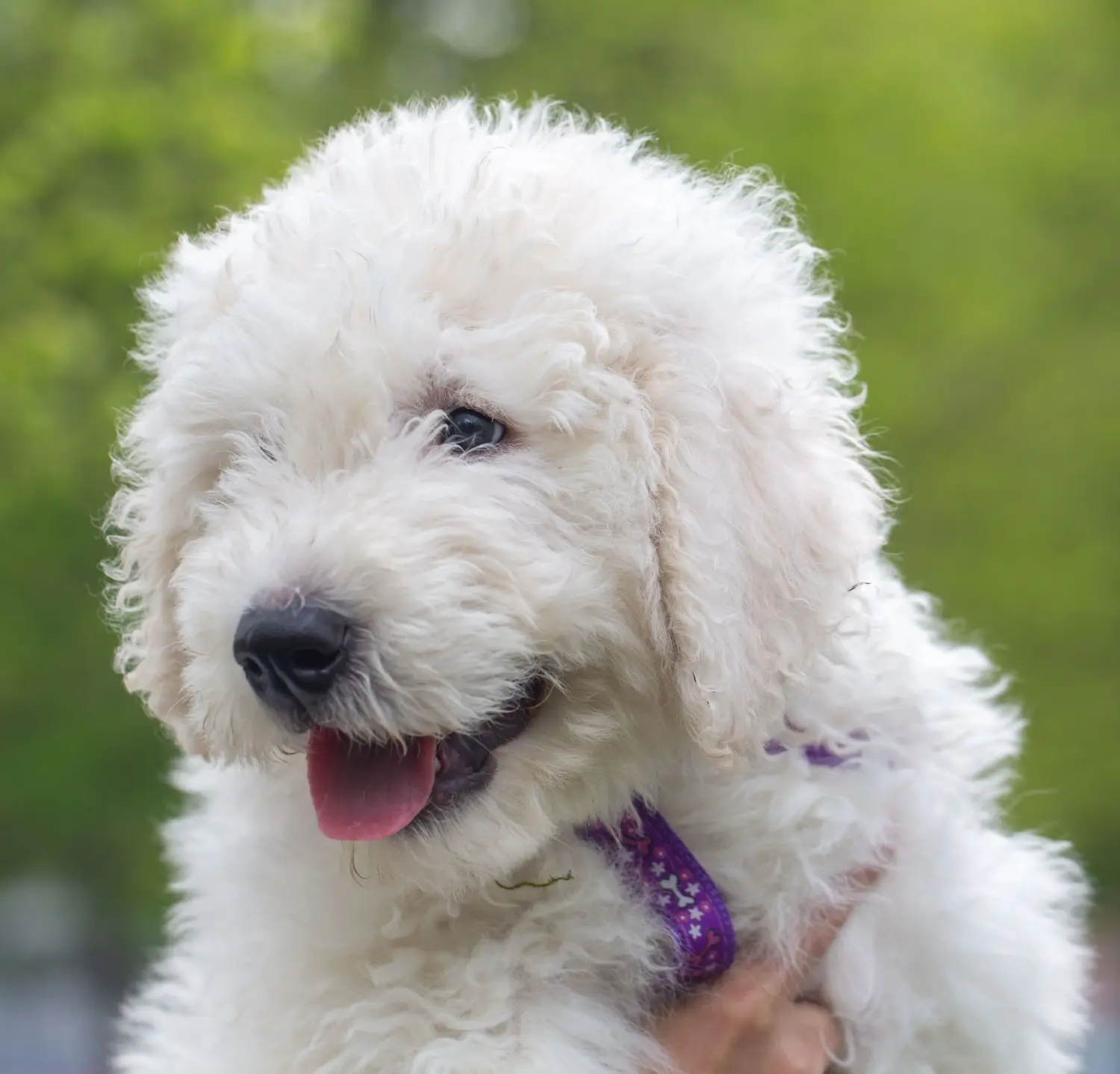 Komondor kölyökkutya vásárlása felelősségvállalást jelent! Komondor kiskutyák vásárlása.