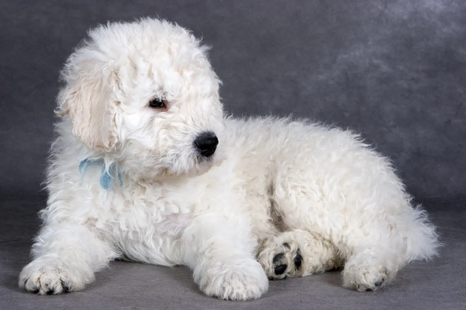 Komondor kölyökkutya vásárlása felelősségvállalást jelent! Komondor kiskutyák vásárlása.