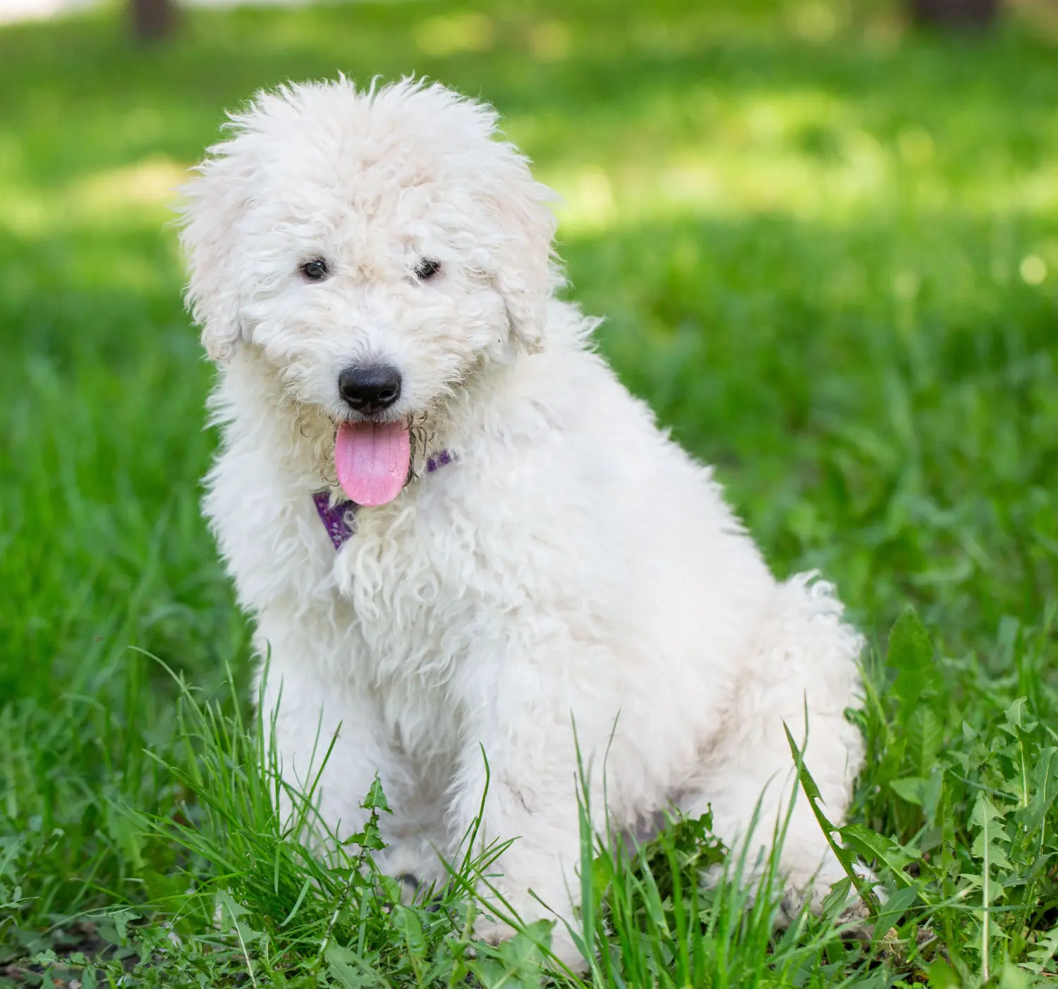 Komondor kölyökkutya vásárlása felelősségvállalást jelent! Komondor kiskutyák vásárlása.