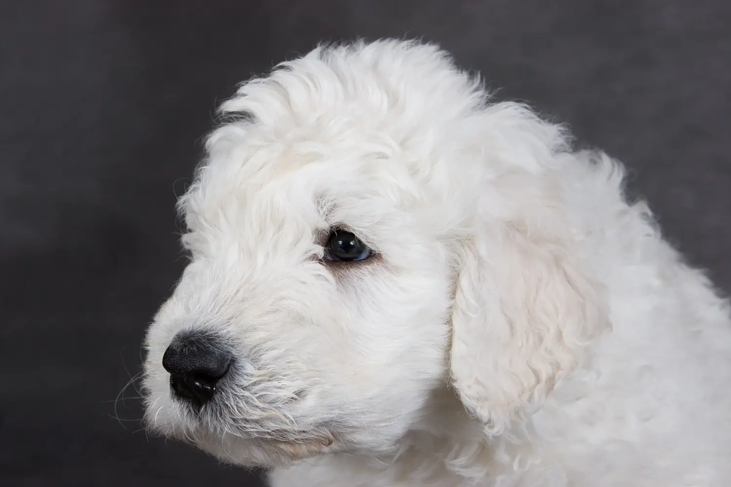 Komondor kölyökkutya vásárlása felelősségvállalást jelent! Komondor kiskutyák vásárlása.