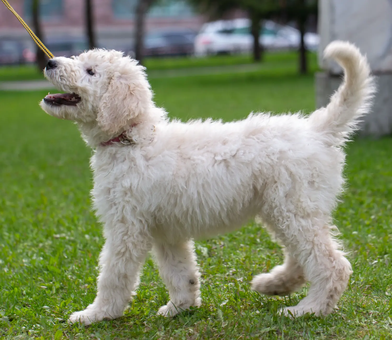 Komondor kölyökkutya vásárlása felelősségvállalást jelent! Komondor kiskutyák vásárlása.