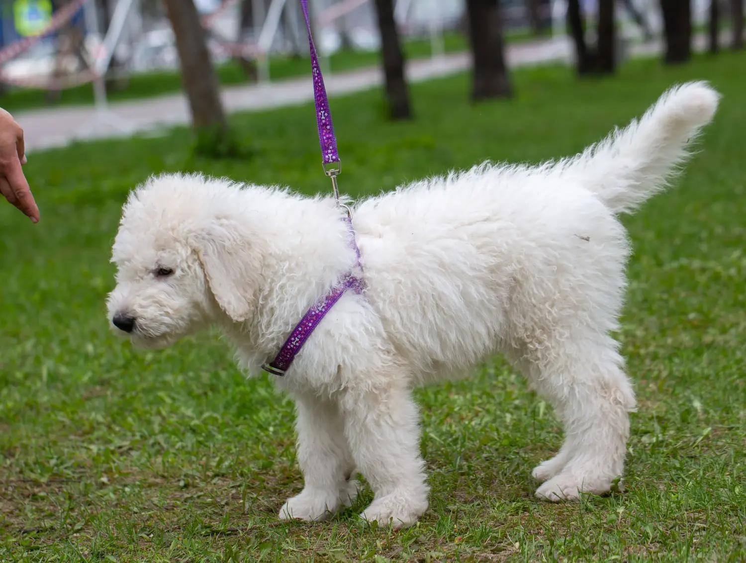 Komondor kölyökkutya vásárlása felelősségvállalást jelent! Komondor kiskutyák vásárlása.