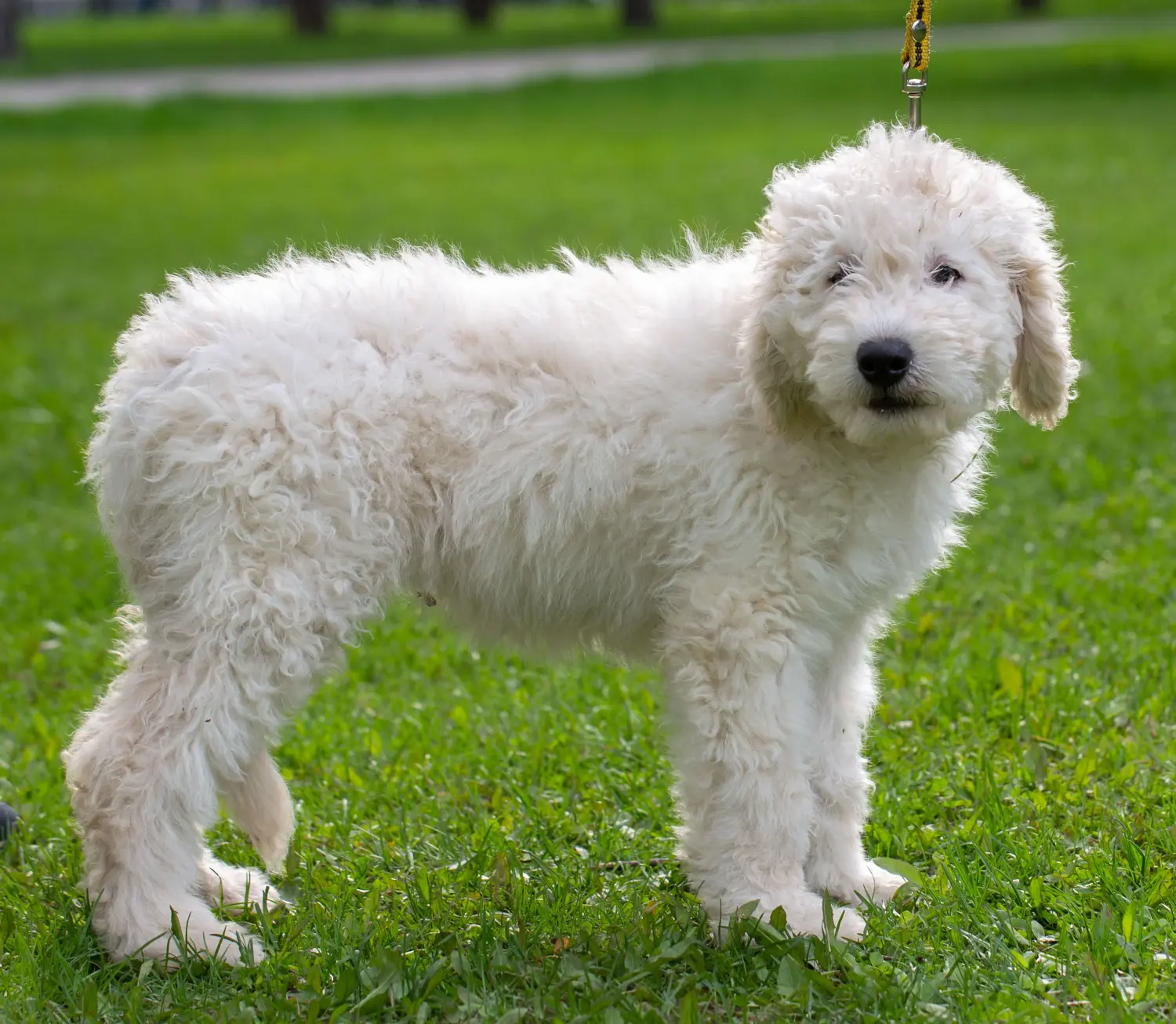 Komondor kölyökkutya vásárlása felelősségvállalást jelent! Komondor kiskutyák vásárlása.