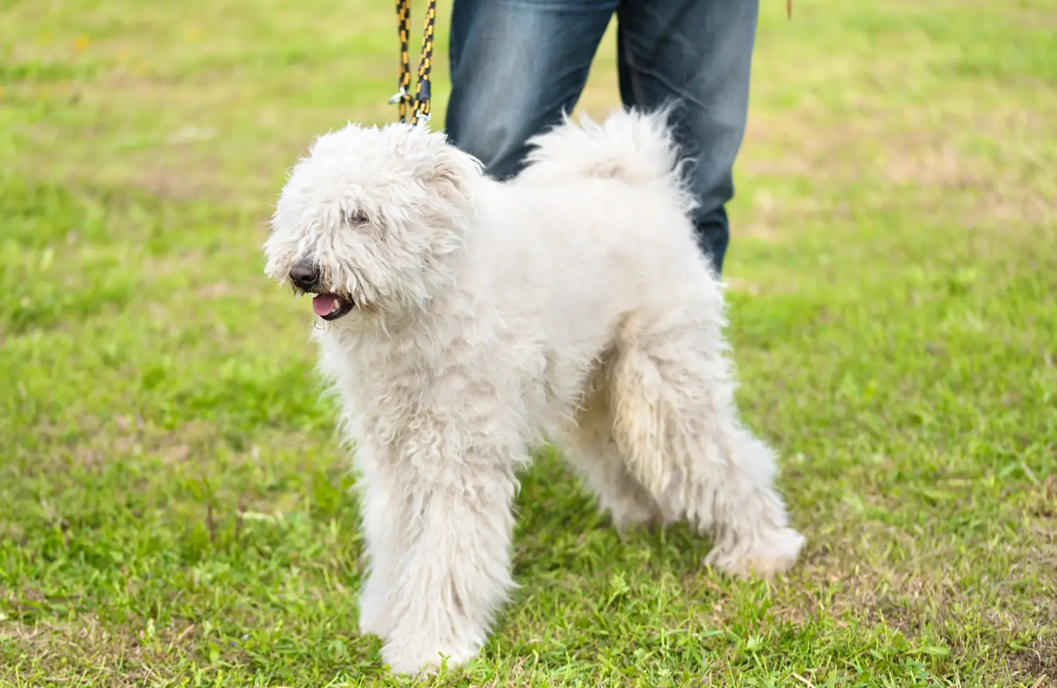 Komondor kölyökkutya vásárlása felelősségvállalást jelent! Komondor kiskutyák vásárlása.