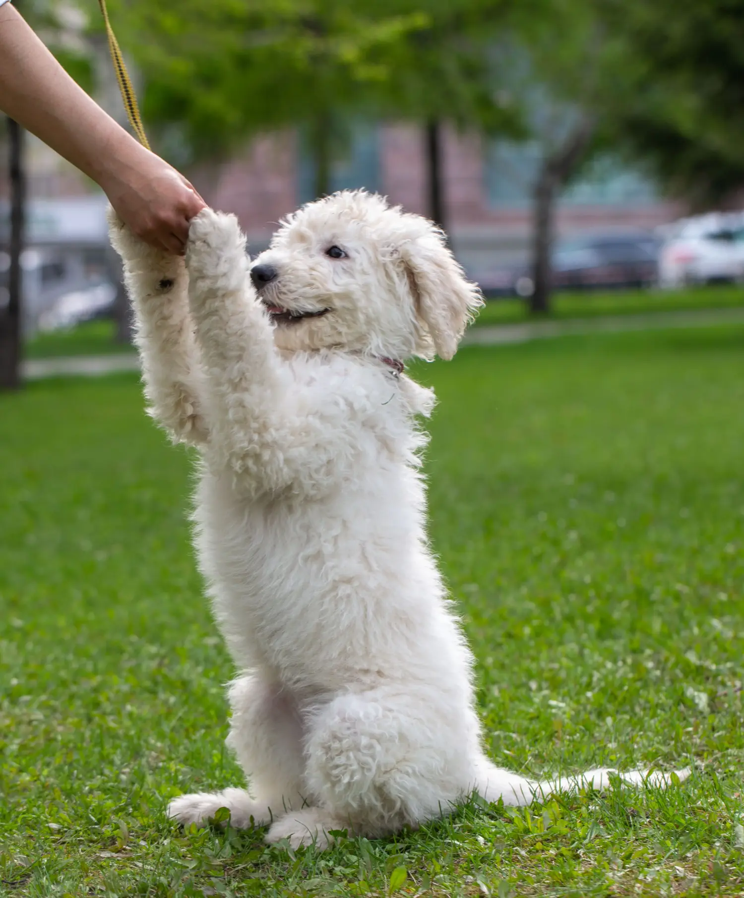 Komondor kölyökkutya vásárlása felelősségvállalást jelent! Komondor kiskutyák vásárlása.