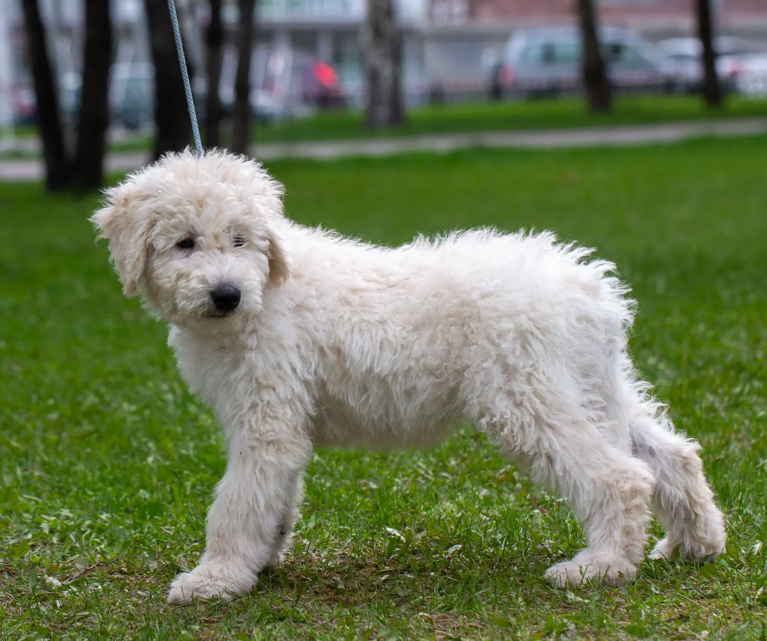 Komondor kölyökkutya vásárlása felelősségvállalást jelent! Komondor kiskutyák vásárlása.