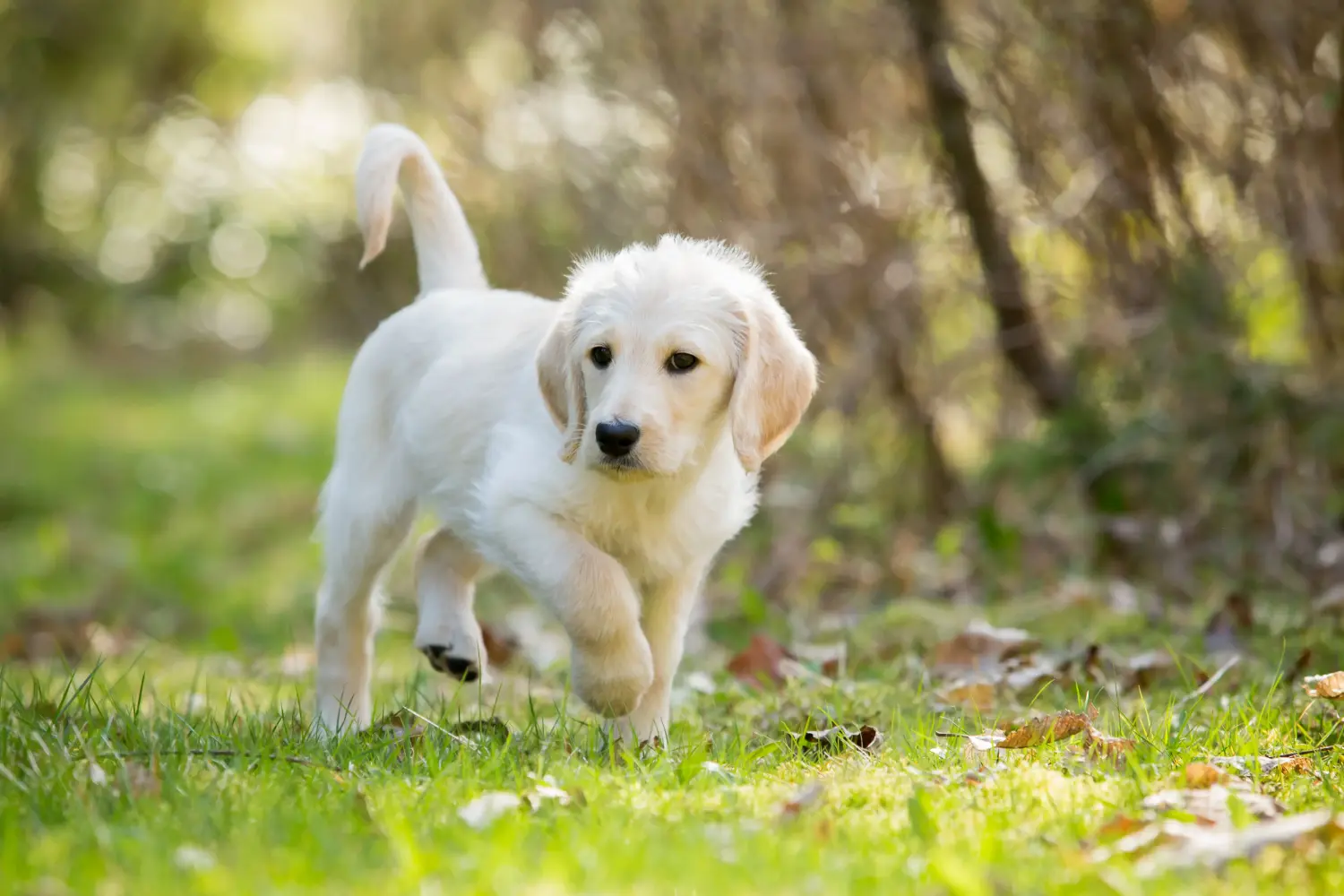 Labradoodle kölyökkutya vásárlása felelősségvállalást jelent! Labradoodle kiskutyák vásárlása.