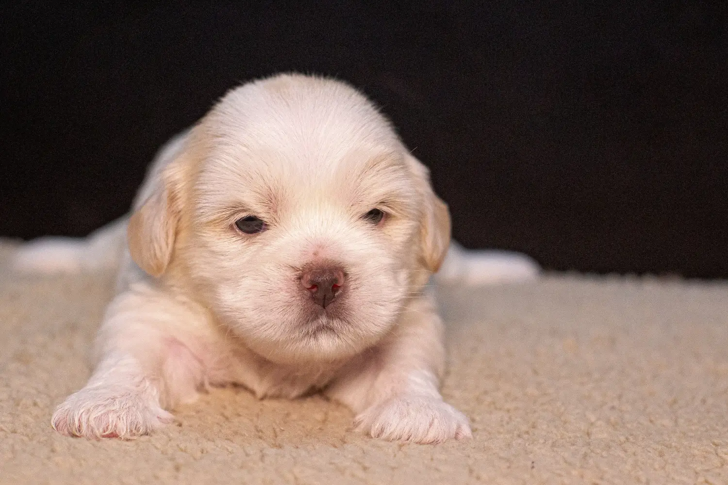 Egy Lhasa Apso kiskutya megvásárlása felelősségvállalást jelent! Lhasa Apso kiskutyák vásárlása.