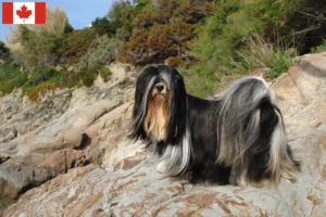 Read more about the article Lhasa Apso tenyésztők és kölykök Kanadában