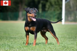 Read more about the article Miniature Pinscher tenyésztők és kölykök Kanadában