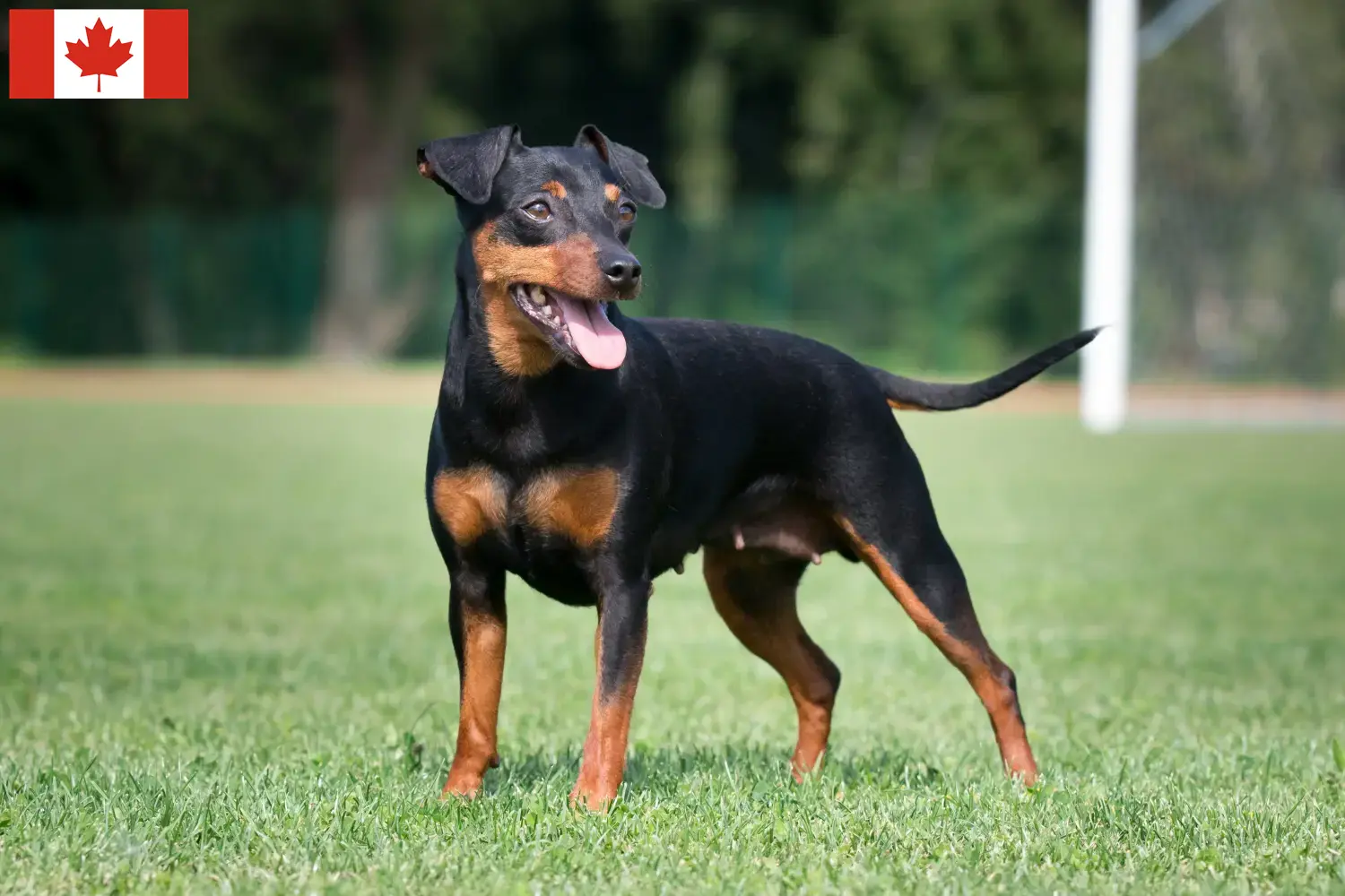 Miniature Pinscher kölykök és tenyésztők Kanada Itt találhat miniatűr pinscher tenyésztőket Kanadában.