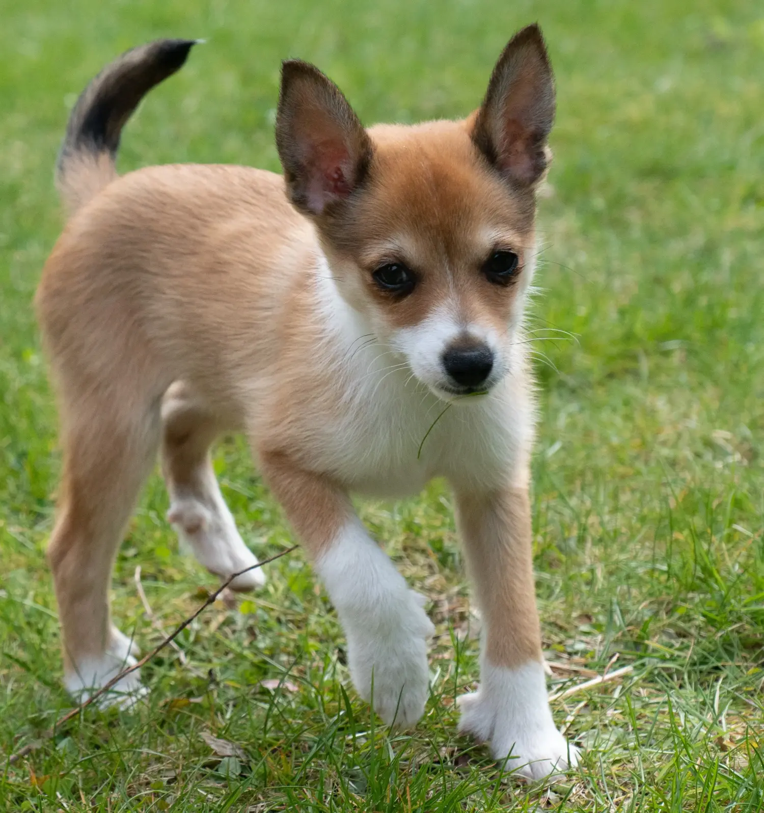 Norvég Lundehund kölyökkutya vásárlása felelősségvállalást jelent! Vásároljon norvég Lundehund kölyökkutyákat.