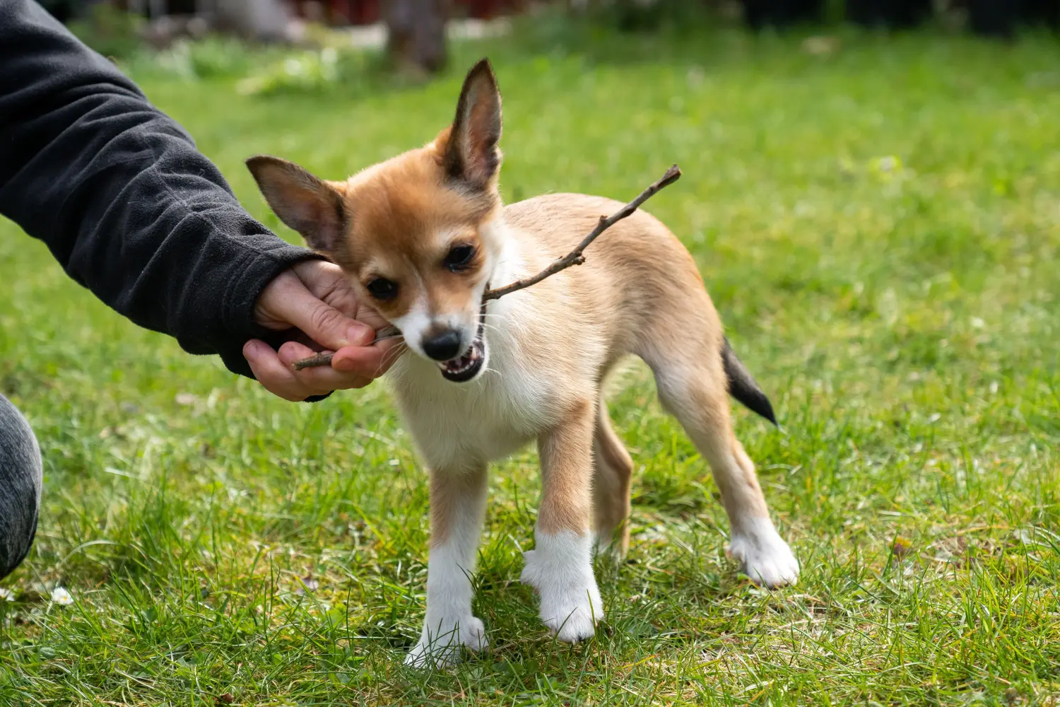 Norvég Lundehund kölyökkutya vásárlása felelősségvállalást jelent! Vásároljon norvég Lundehund kölyökkutyákat.