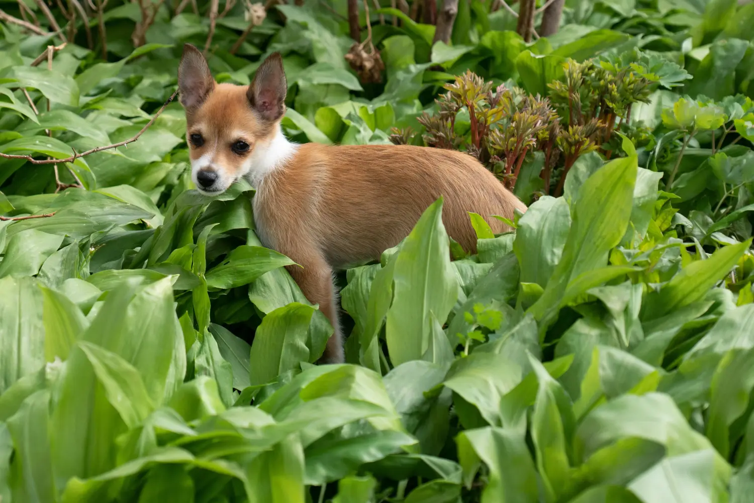 Norvég Lundehund kölyökkutya vásárlása felelősségvállalást jelent! Vásároljon norvég Lundehund kölyökkutyákat.