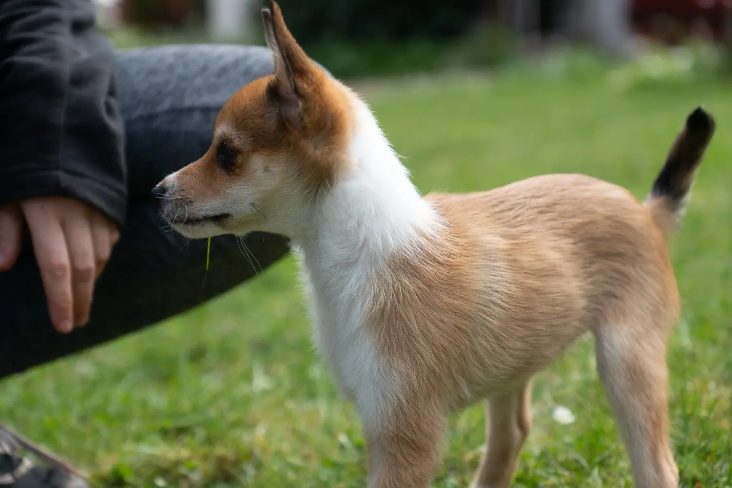 Norvég Lundehund kölyökkutya vásárlása felelősségvállalást jelent! Vásároljon norvég Lundehund kölyökkutyákat.
