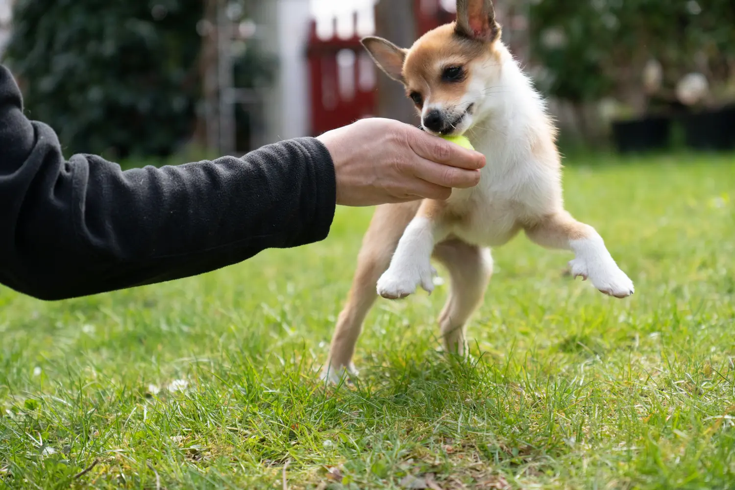 Norvég Lundehund kölyökkutya vásárlása felelősségvállalást jelent! Vásároljon norvég Lundehund kölyökkutyákat.