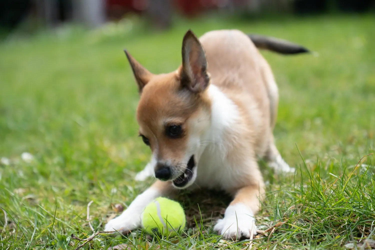 Norvég Lundehund kölyökkutya vásárlása felelősségvállalást jelent! Vásároljon norvég Lundehund kölyökkutyákat.