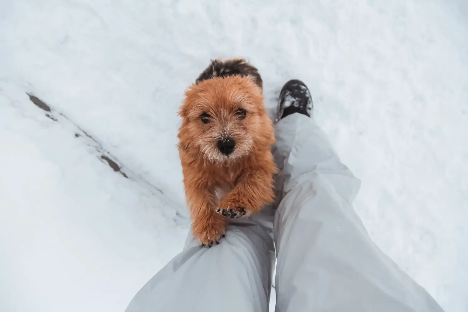 Norwich terrier kiskutya vásárlása felelősségvállalást jelent! Norwich terrier kiskutyák vásárlása.
