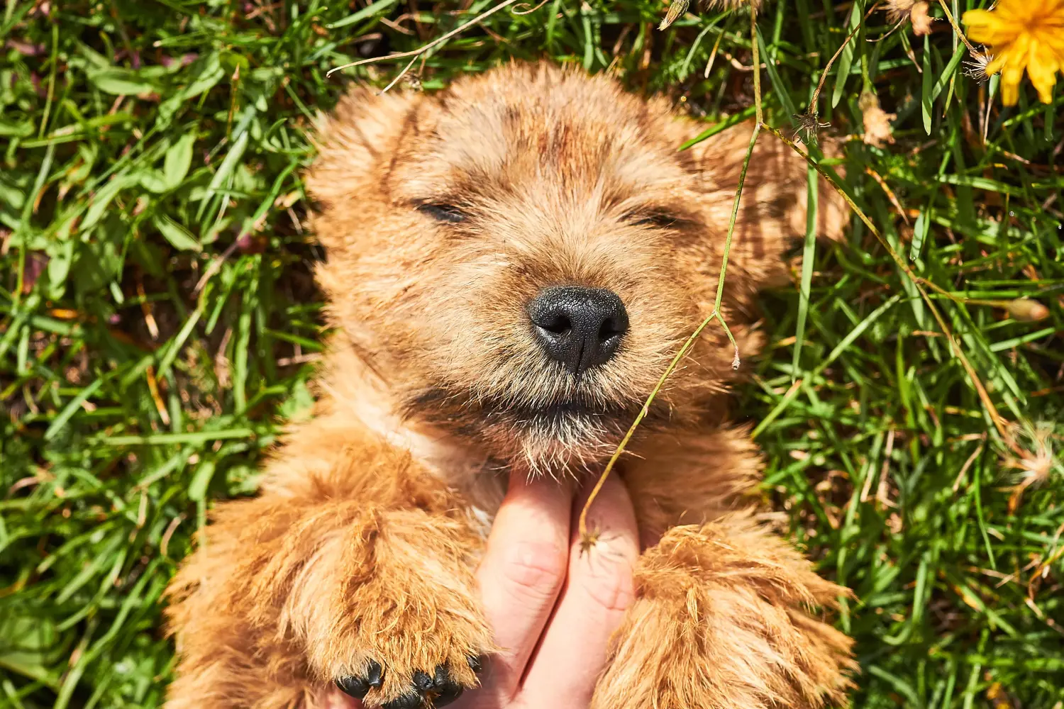 Norwich terrier kiskutya vásárlása felelősségvállalást jelent! Norwich terrier kiskutyák vásárlása.