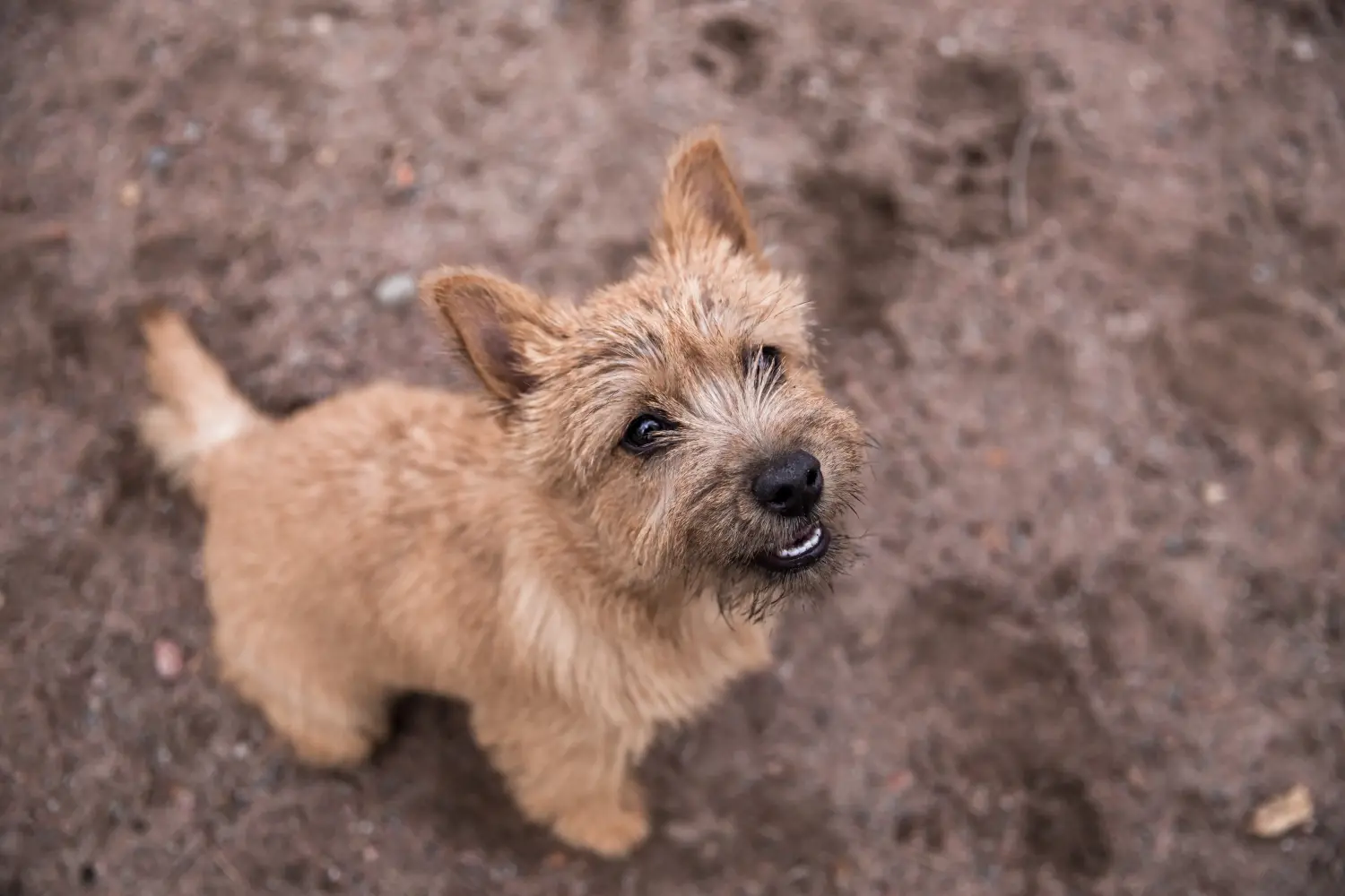 Norwich terrier kiskutya vásárlása felelősségvállalást jelent! Norwich terrier kiskutyák vásárlása.