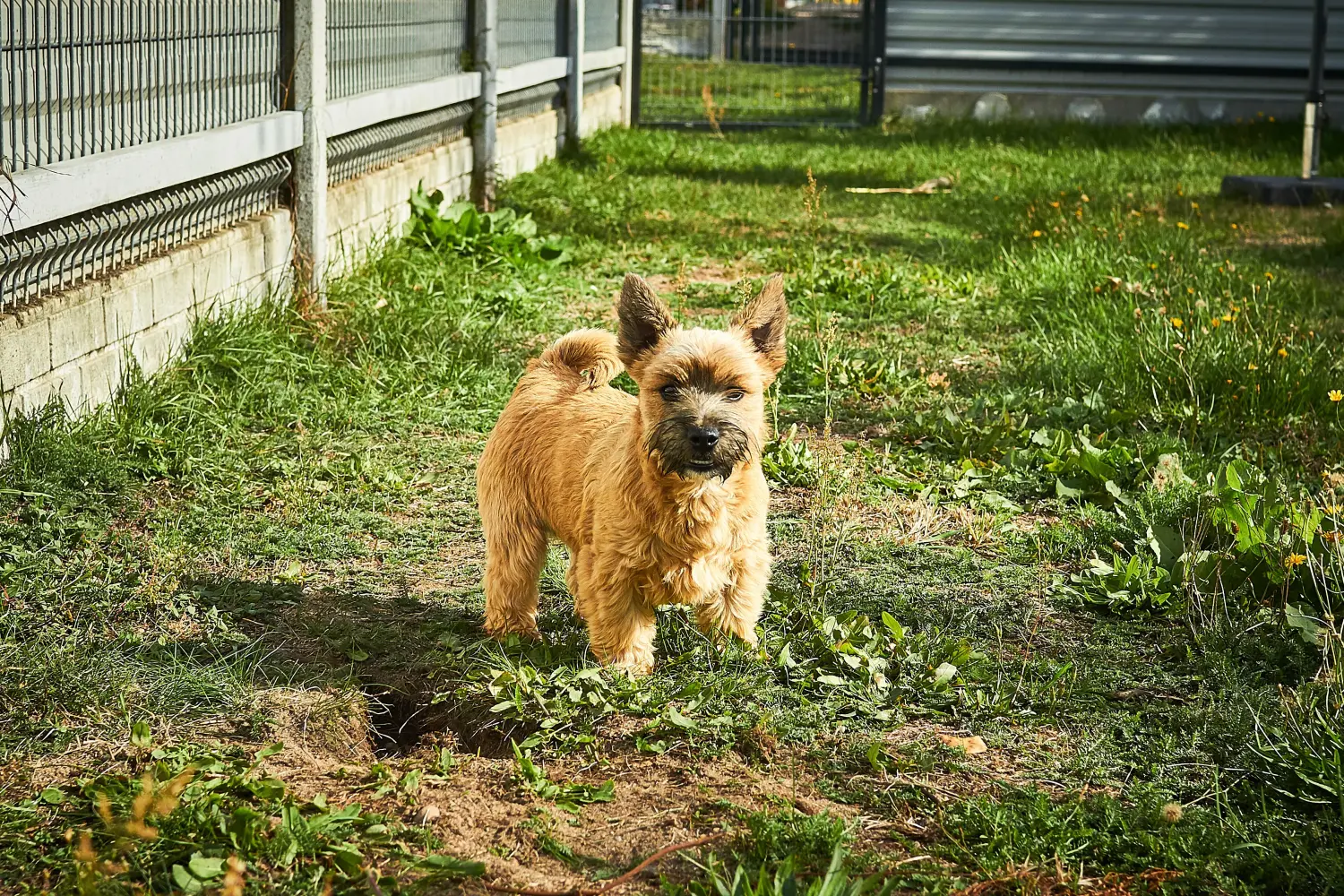 Norwich terrier kiskutya vásárlása felelősségvállalást jelent! Norwich terrier kiskutyák vásárlása.