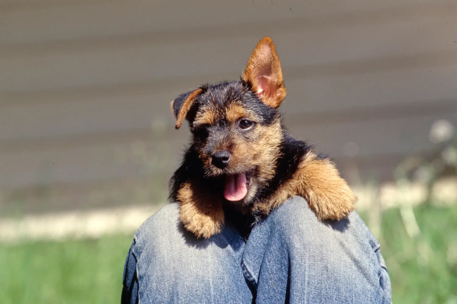 Norwich terrier kiskutya vásárlása felelősségvállalást jelent! Norwich terrier kiskutyák vásárlása.