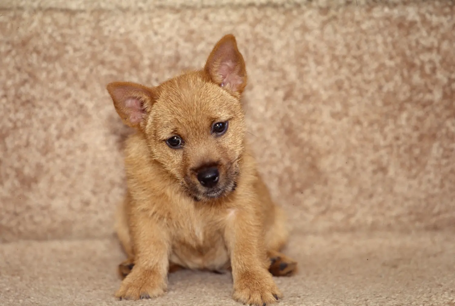 Norwich terrier kiskutya vásárlása felelősségvállalást jelent! Norwich terrier kiskutyák vásárlása.