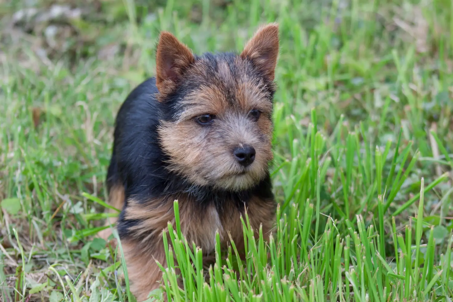 Norwich terrier kiskutya vásárlása felelősségvállalást jelent! Norwich terrier kiskutyák vásárlása.
