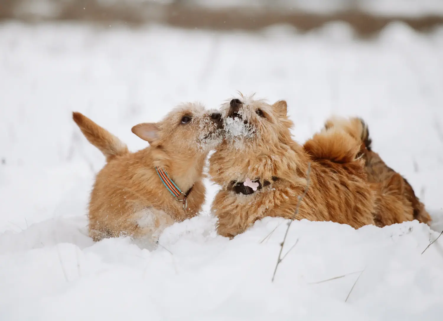 Norwich terrier kiskutya vásárlása felelősségvállalást jelent! Norwich terrier kiskutyák vásárlása.
